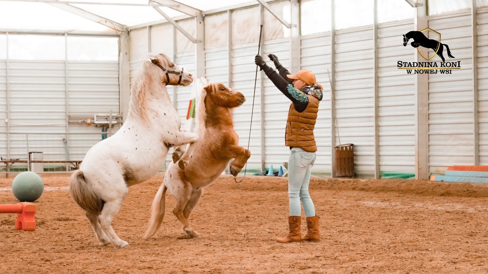 Szkolenie Horse Agility – KM Horsemanship